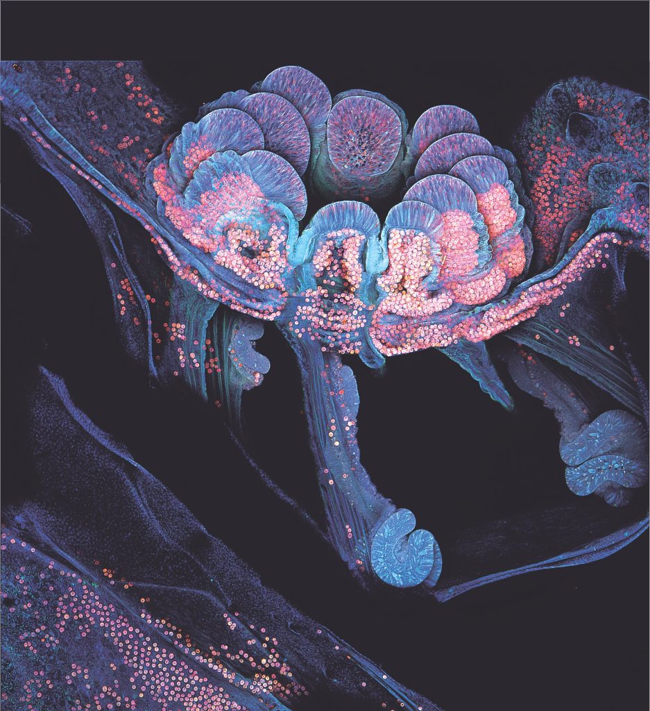 High-resolution imaging reveals how coral fragments attach to reefs
